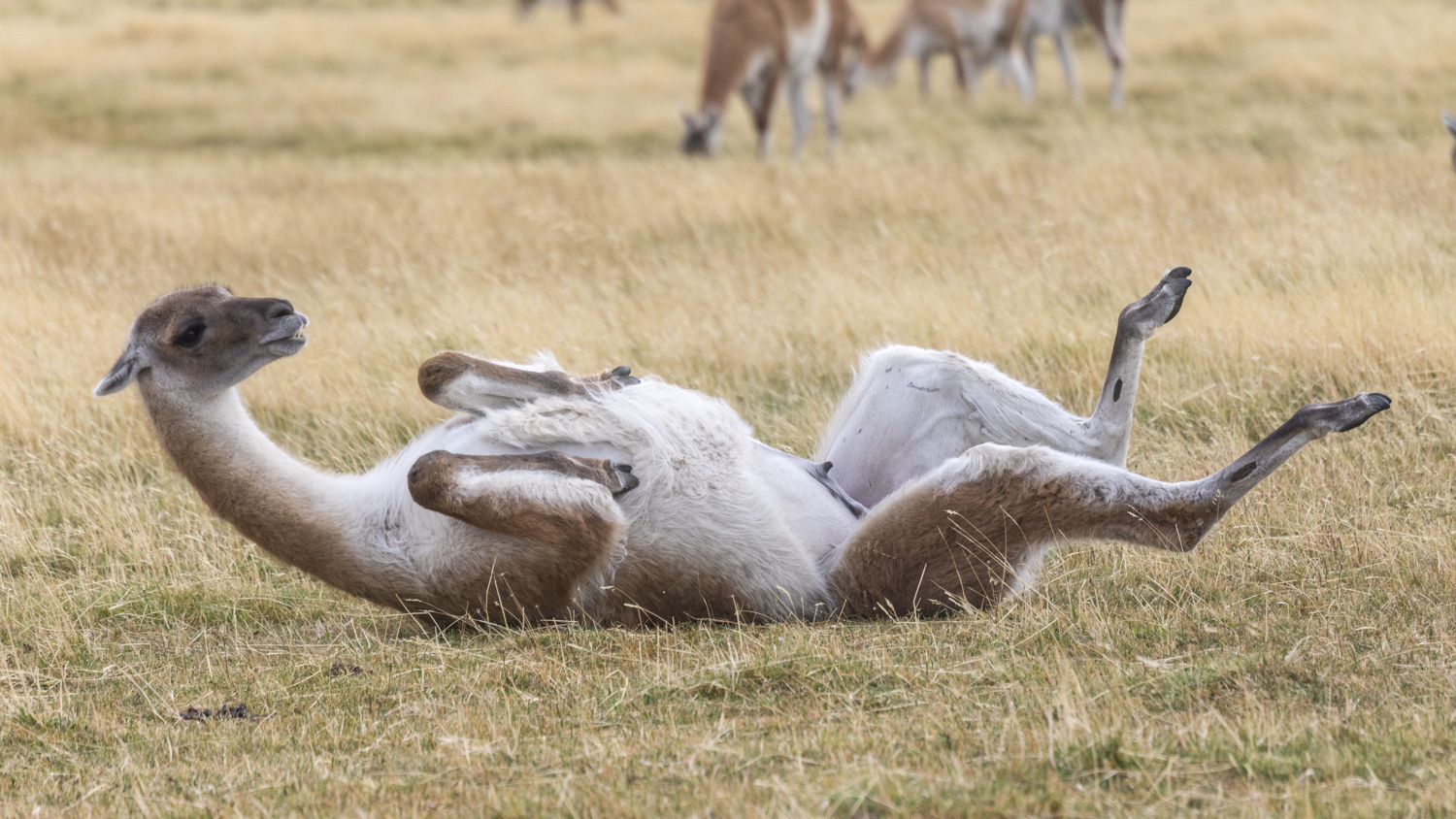 Patagonien Torres del Paine Guanaco