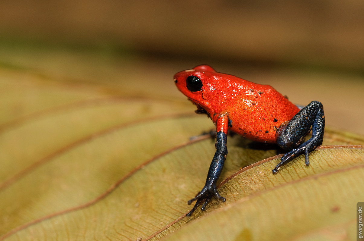 costa rica red frog gwegner