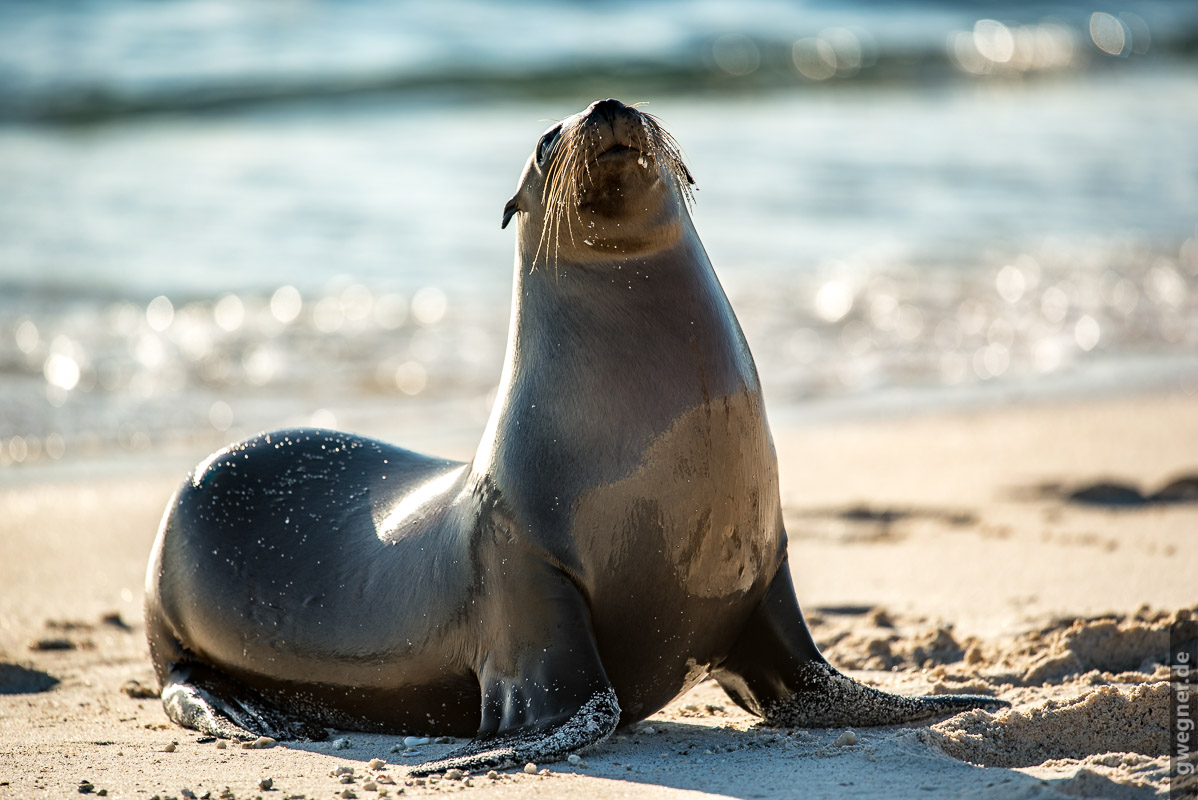 Galapagos Seehund gwegner