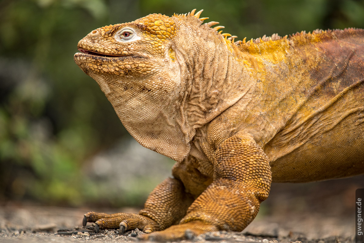 Galapagos Echse III gwegner