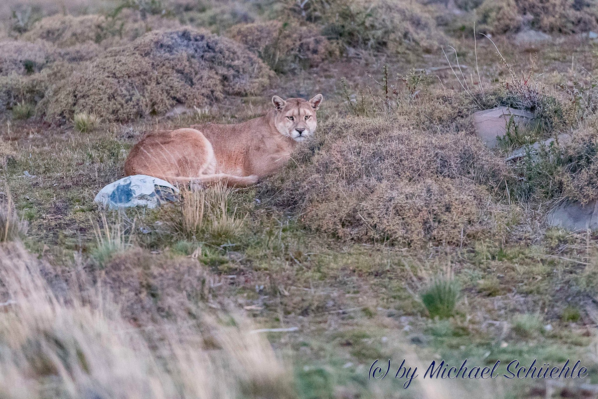 Puma im Nationalpark Torres del Paine