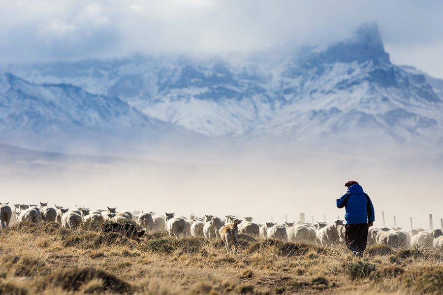 Schafherde Gaucho Argentinien Patagonien