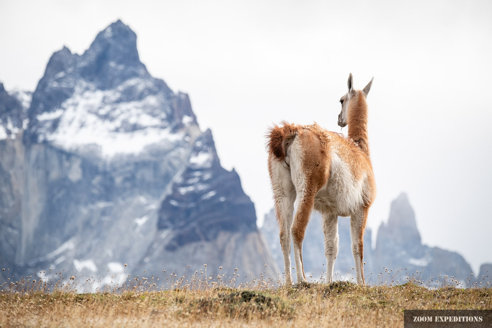 Guanaco vor Paine Massiv. Torres del Paine