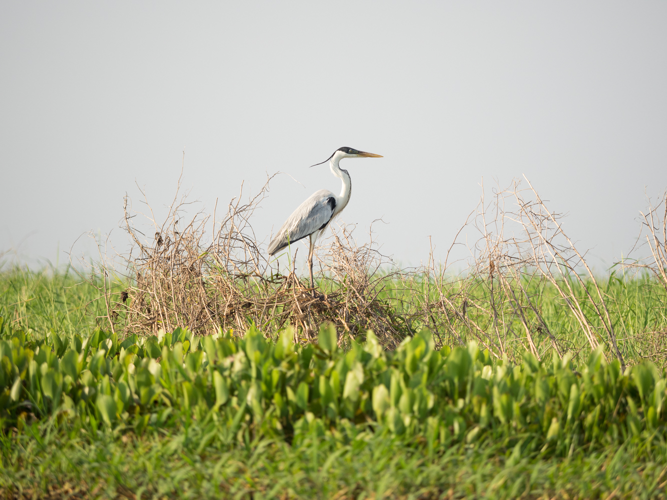 Reiher Pantanal