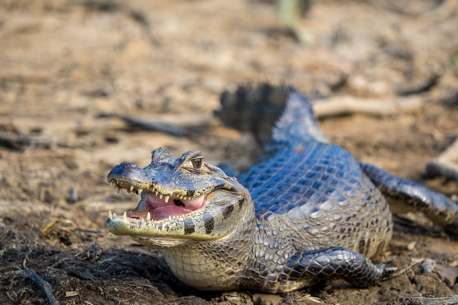 Pantanal © Yvonne Sorg