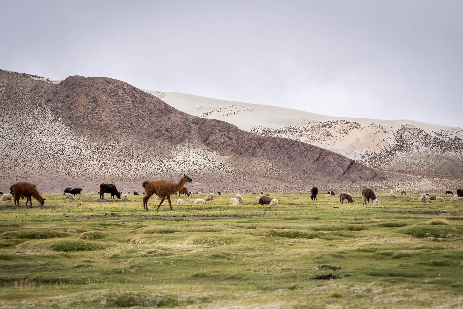 Lamas Bolivien