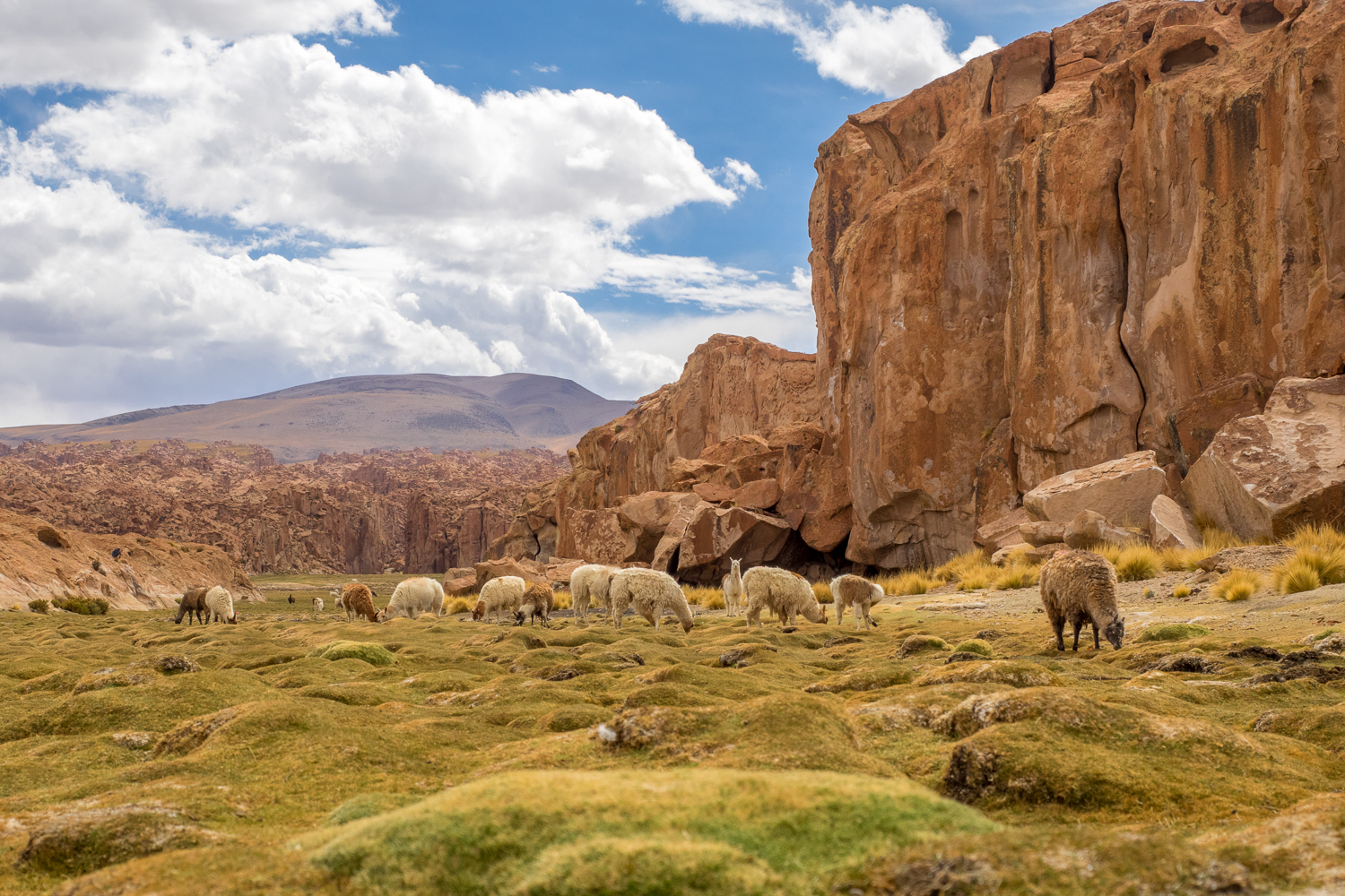 Lamaherde Bolivien © Yvonne Sorg