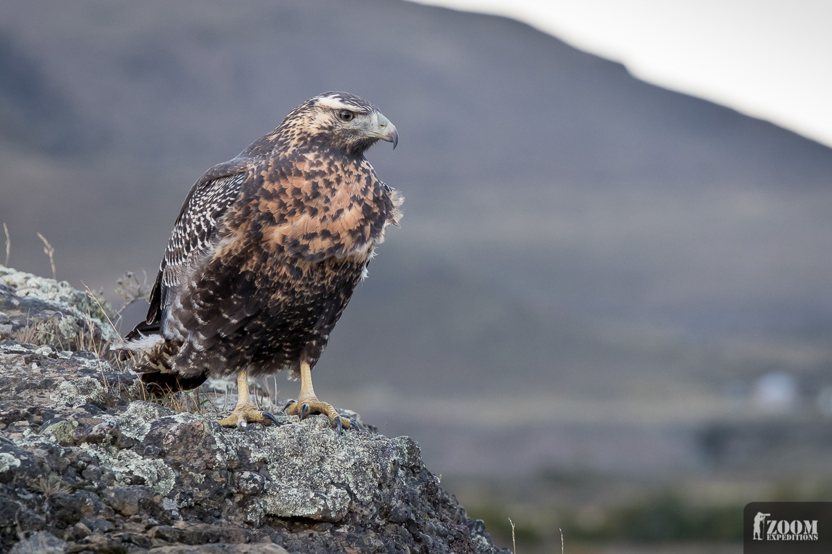 Der Herr der Lüfte (Torres del Paine NP)