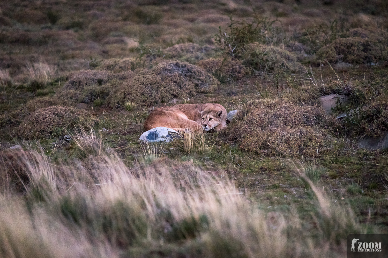 Puma im Torres del Paine