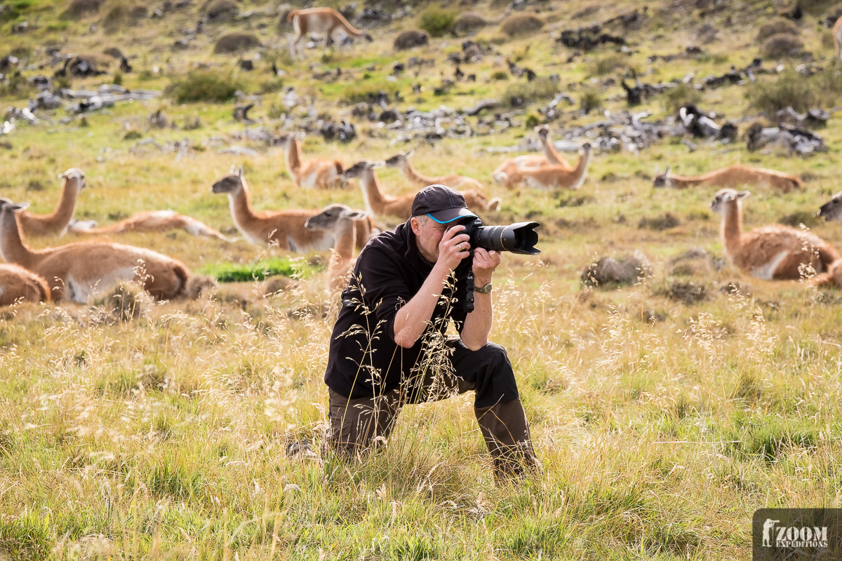 Guanacos Torres del Paine