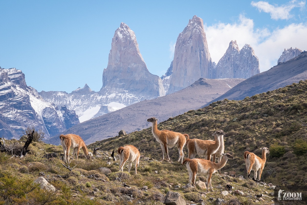 Guanacos und Torres Türme