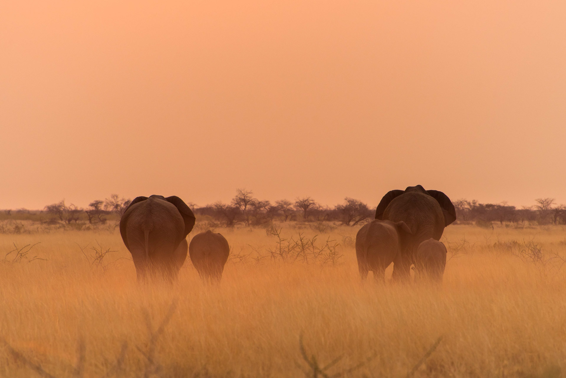 Elefanten Etosha_Dirk Steuerwald