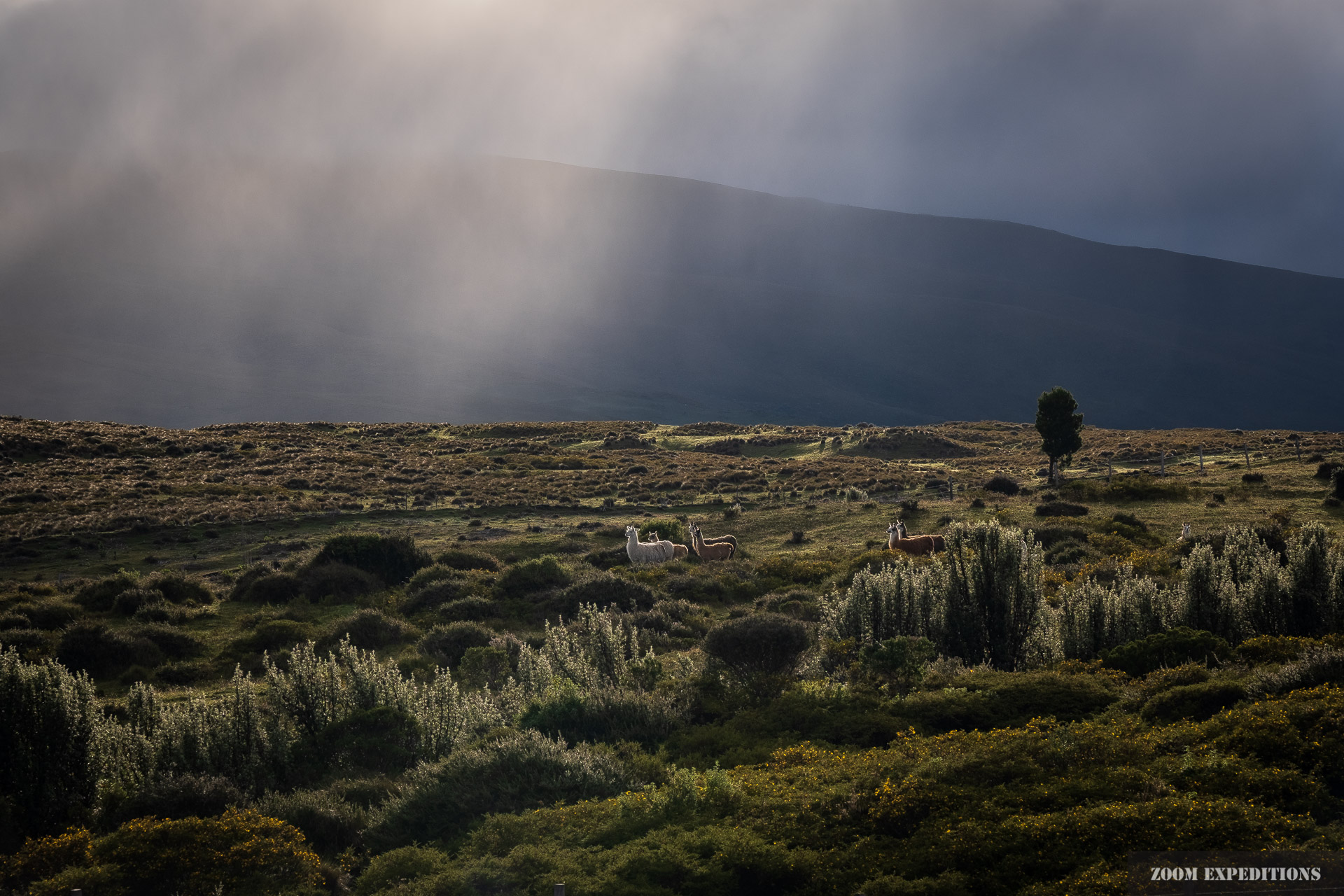 Lamas Alpacas in sunlight Cotopaxi region