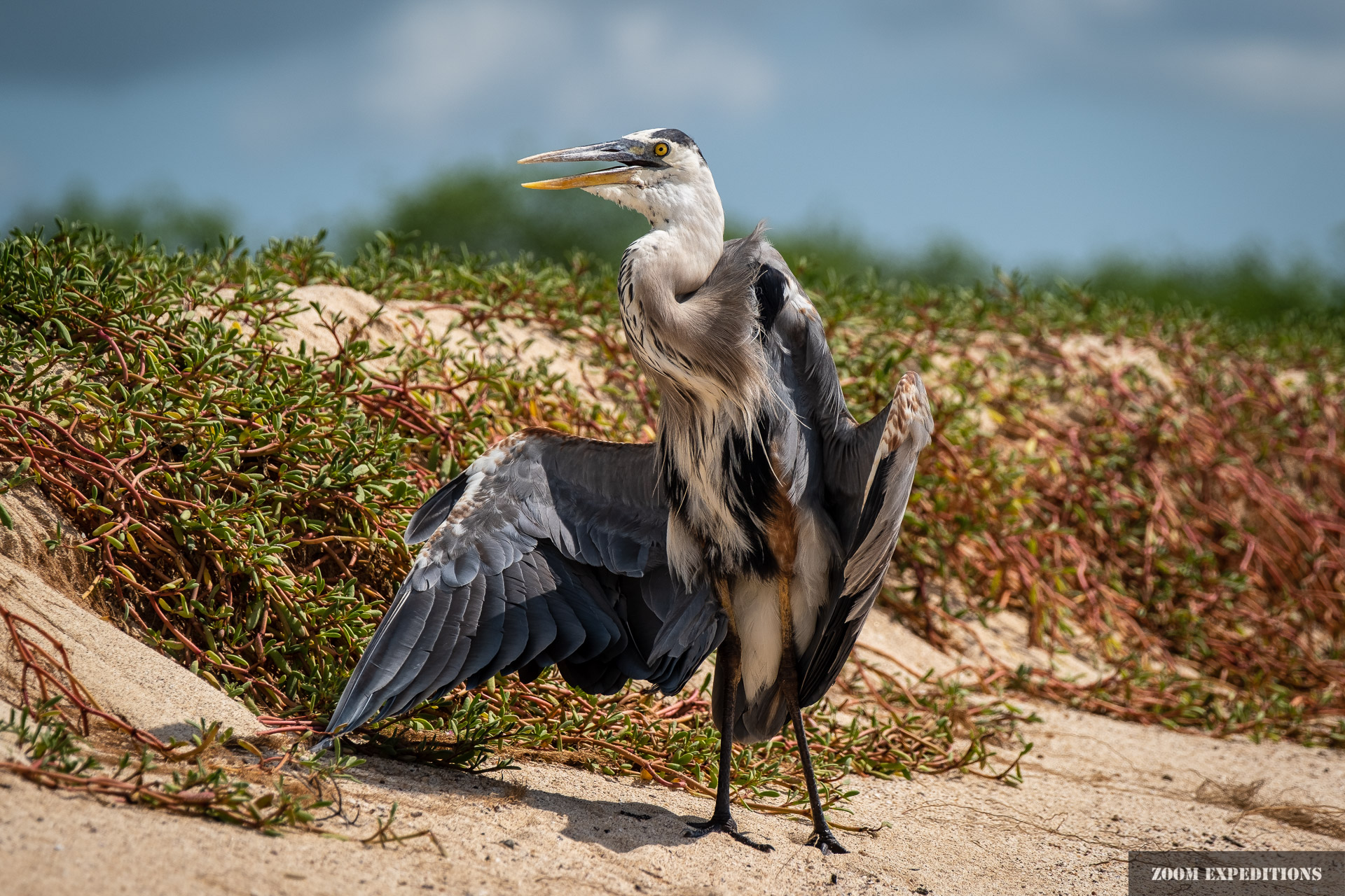 Racing heron Galapagos