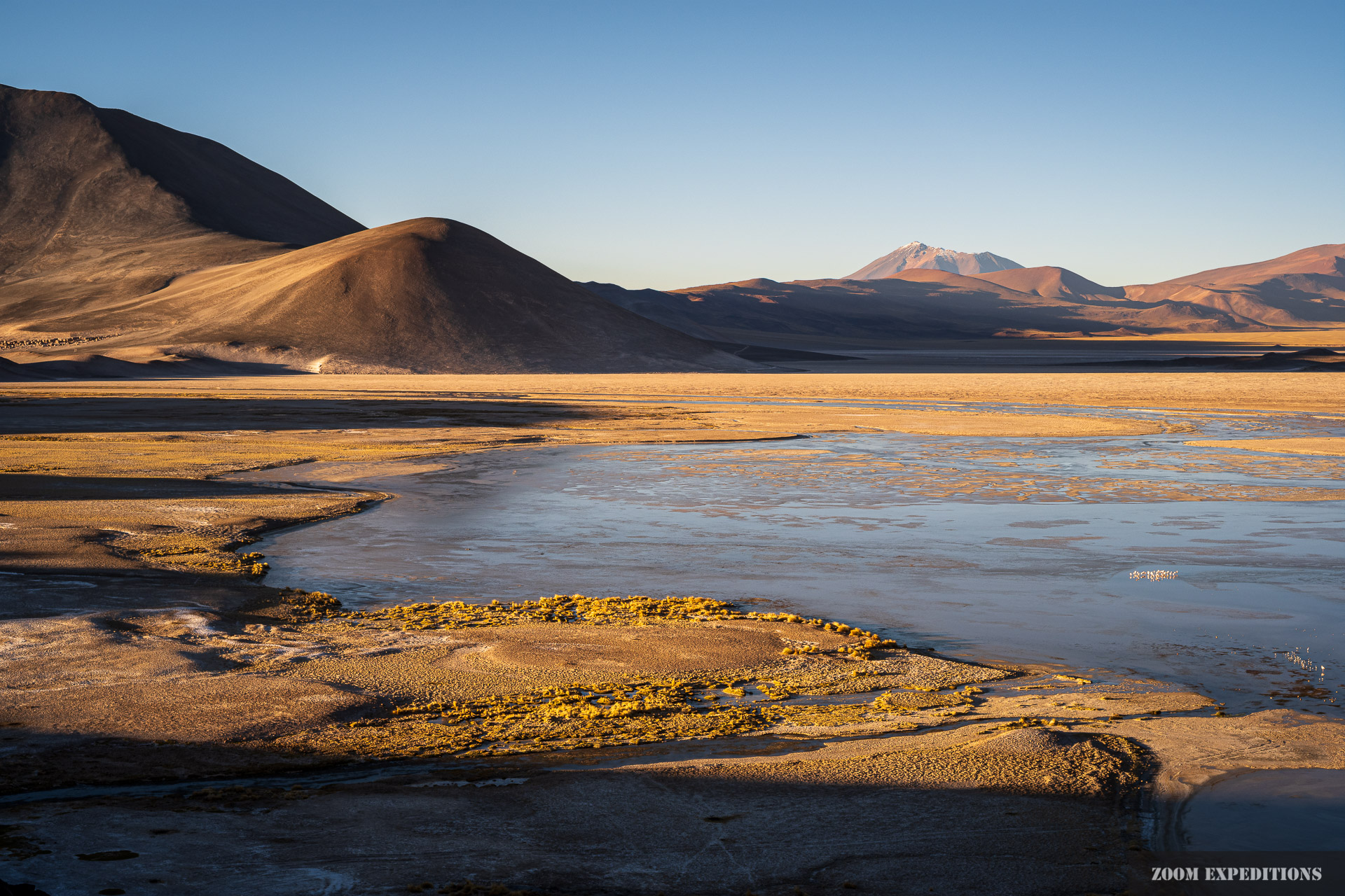 chilean andes lagoon with flamingos