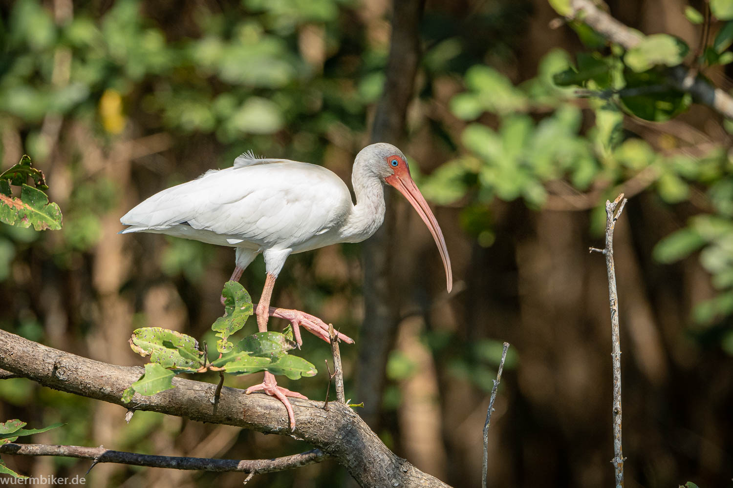 Ibis in Costa Rica - © Carlo Schüler 