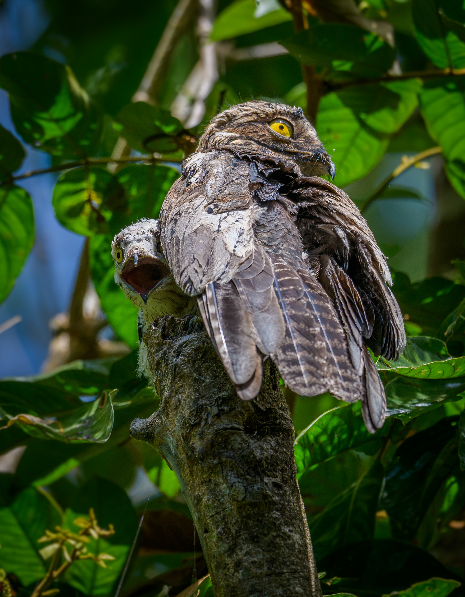 Astvogel - © Frank Jahnke