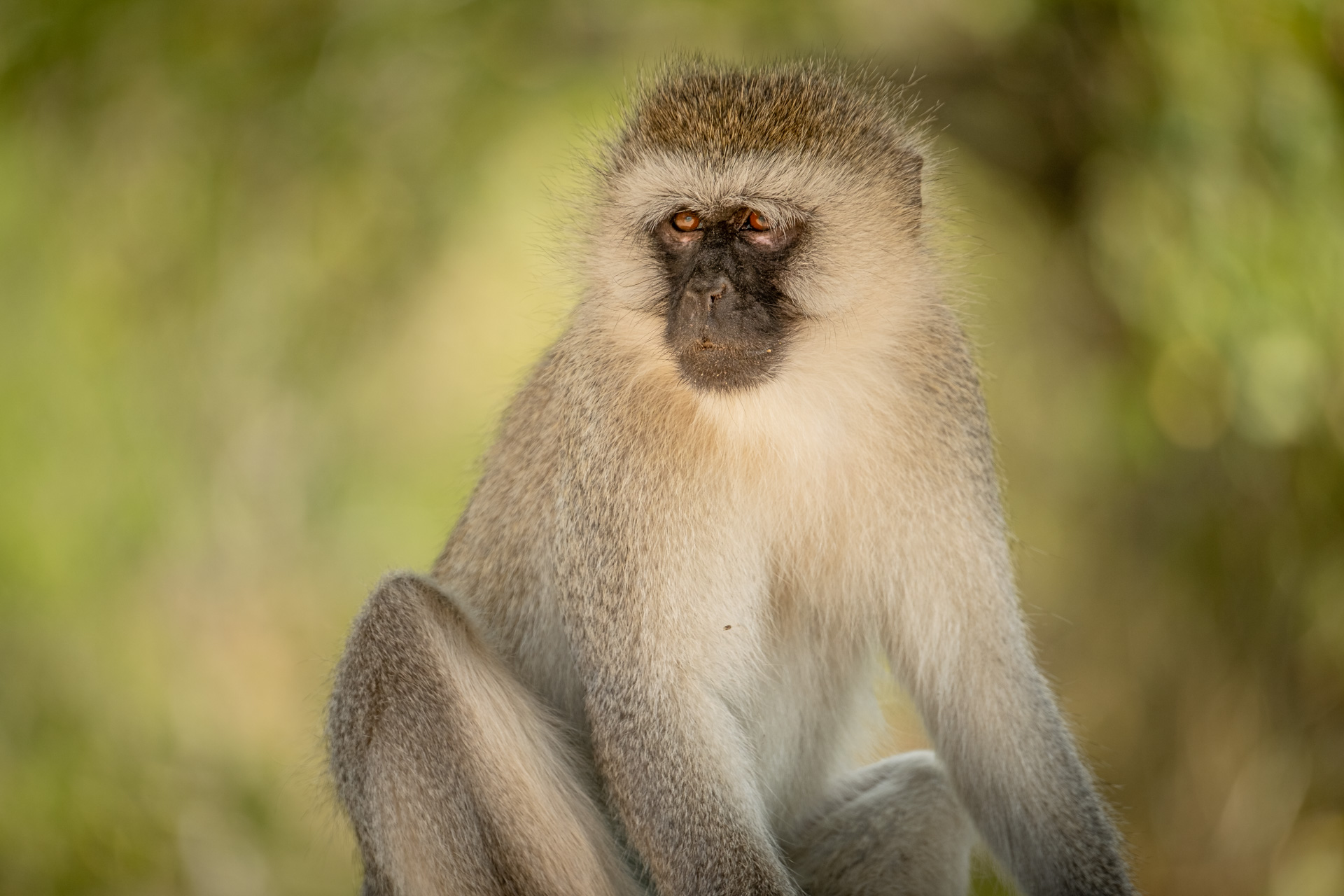 Einer der frechen Samtaffen in der Serengeti.