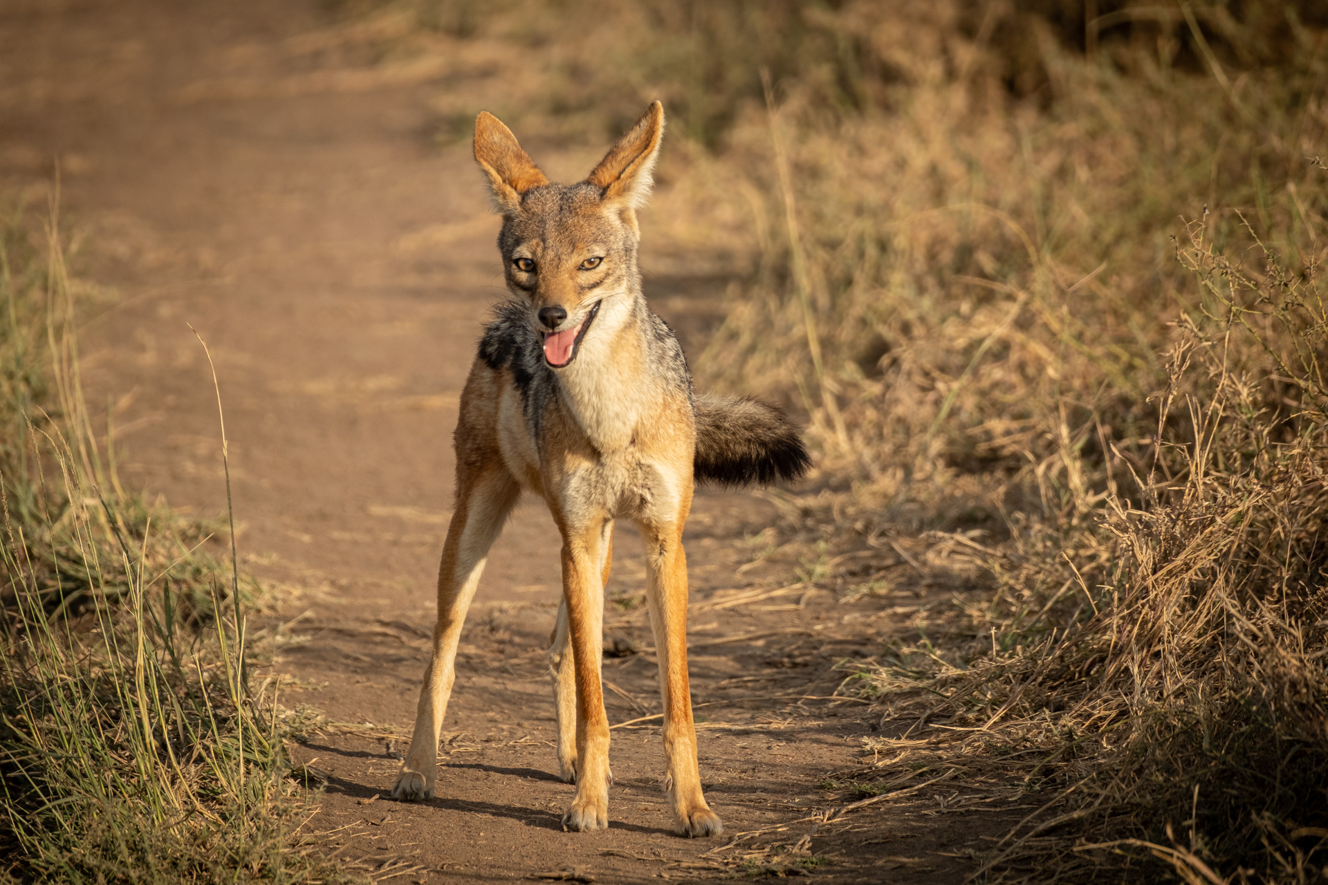 Serengeti Schakal