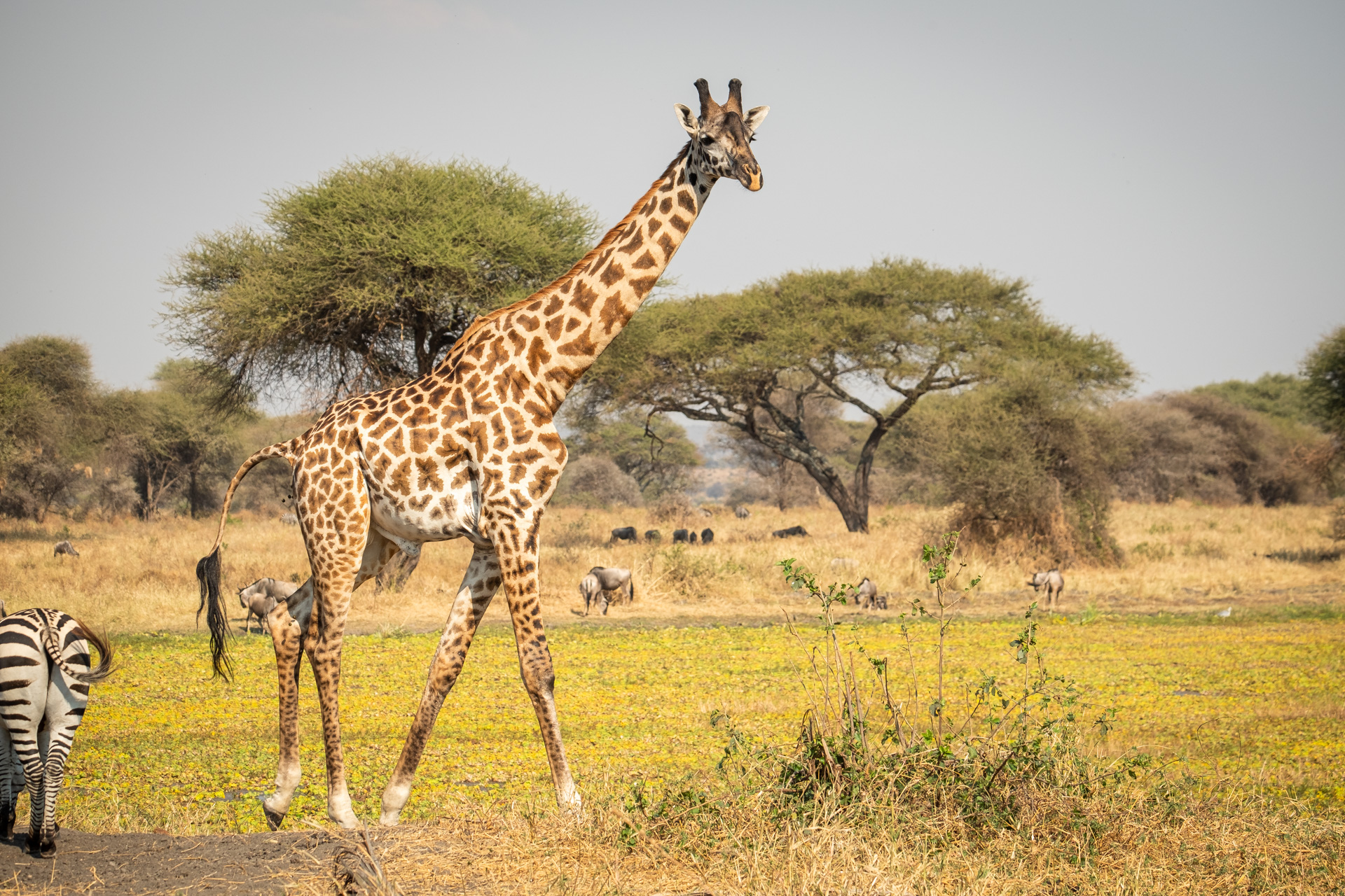 Giraffe im Tarangire Nationalpark