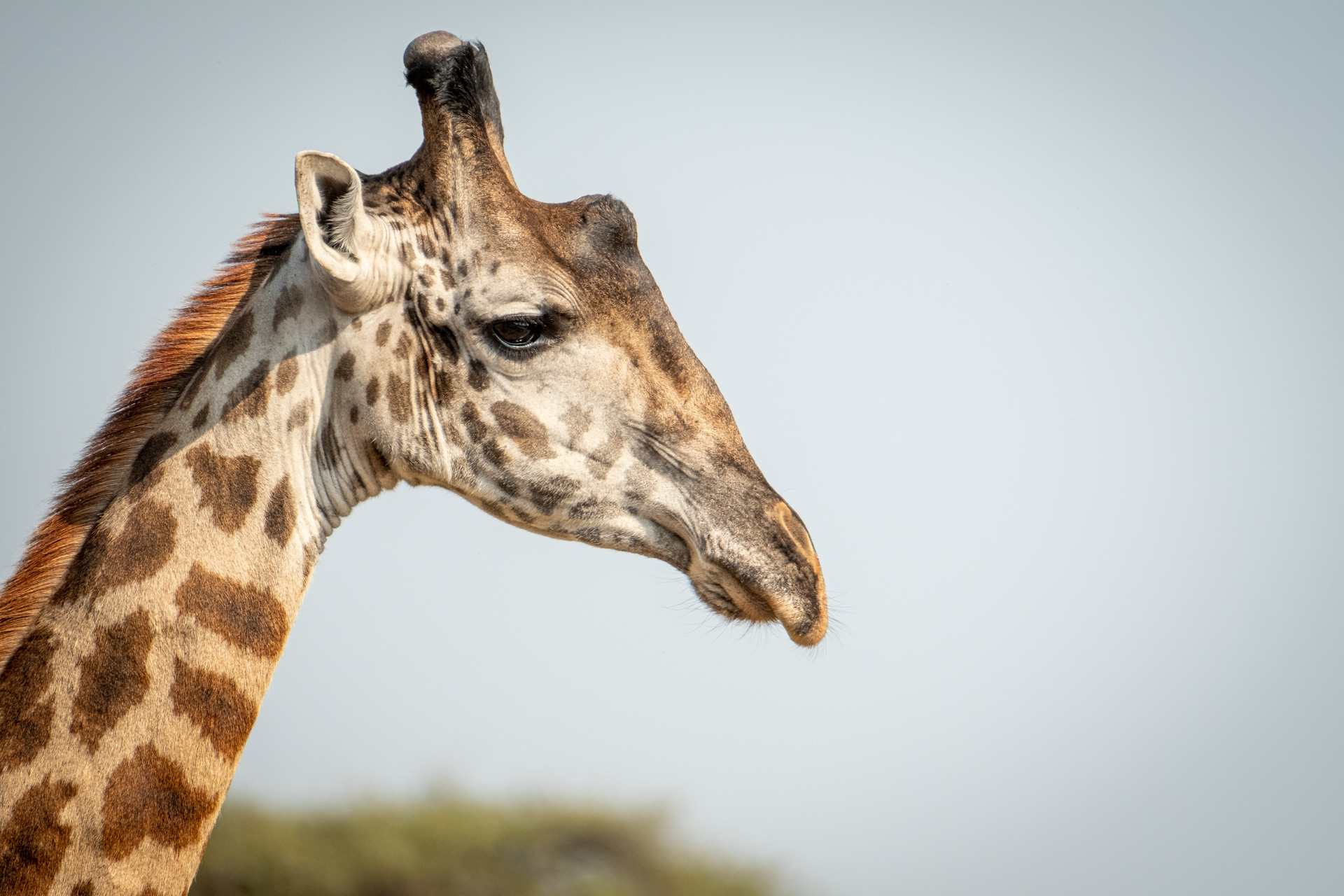 Giraffen Porträt aus dem Tarangire Nationalpark.