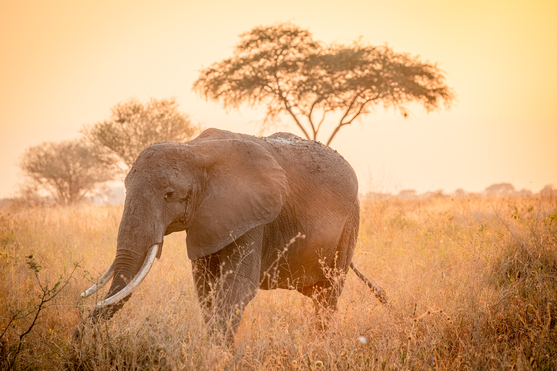 Elefant im Tarangire Nationalpark im Licht der untergehenden Sonne.