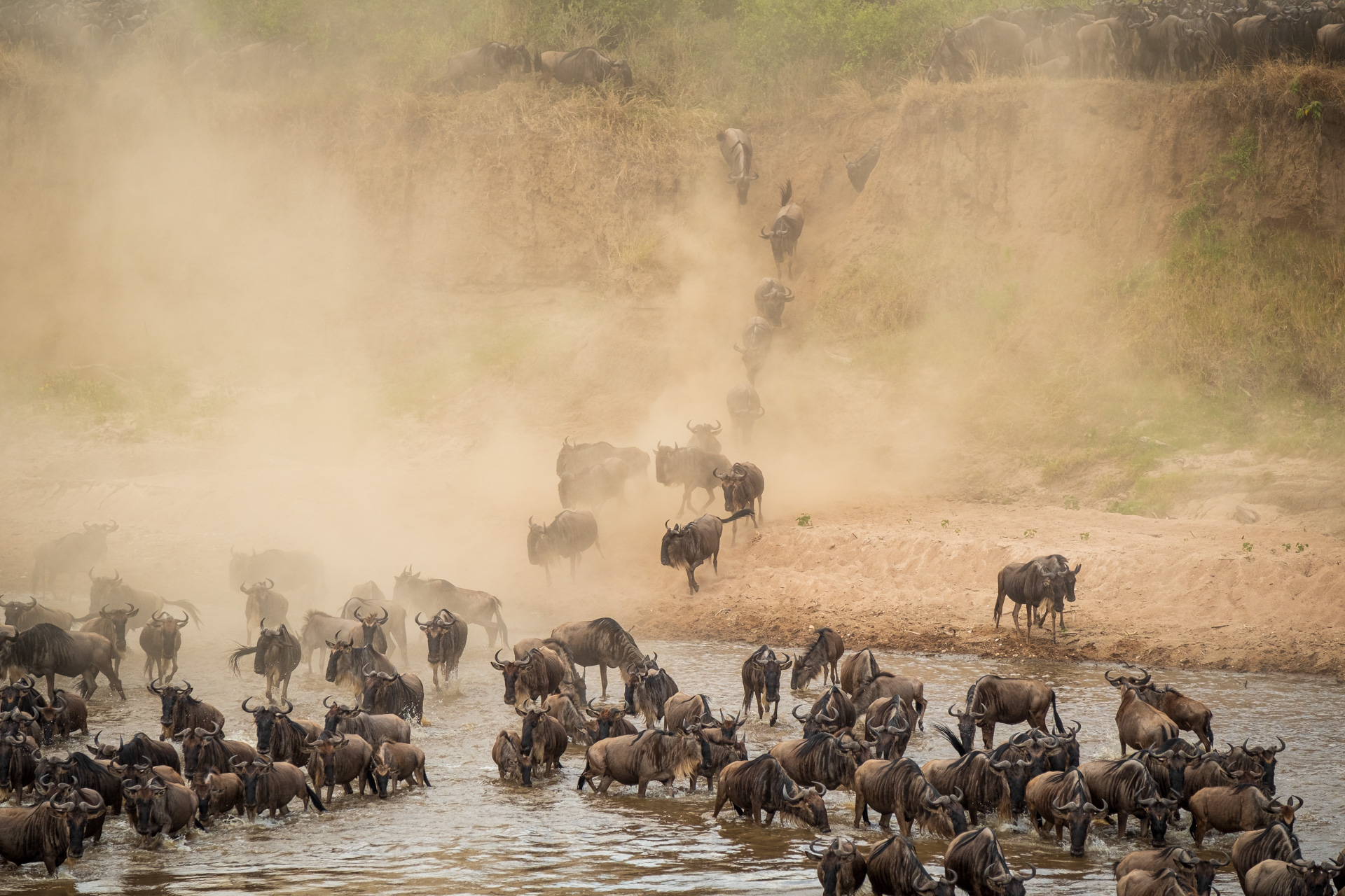 Gnus bei der Überquerung des Mara Flusses.