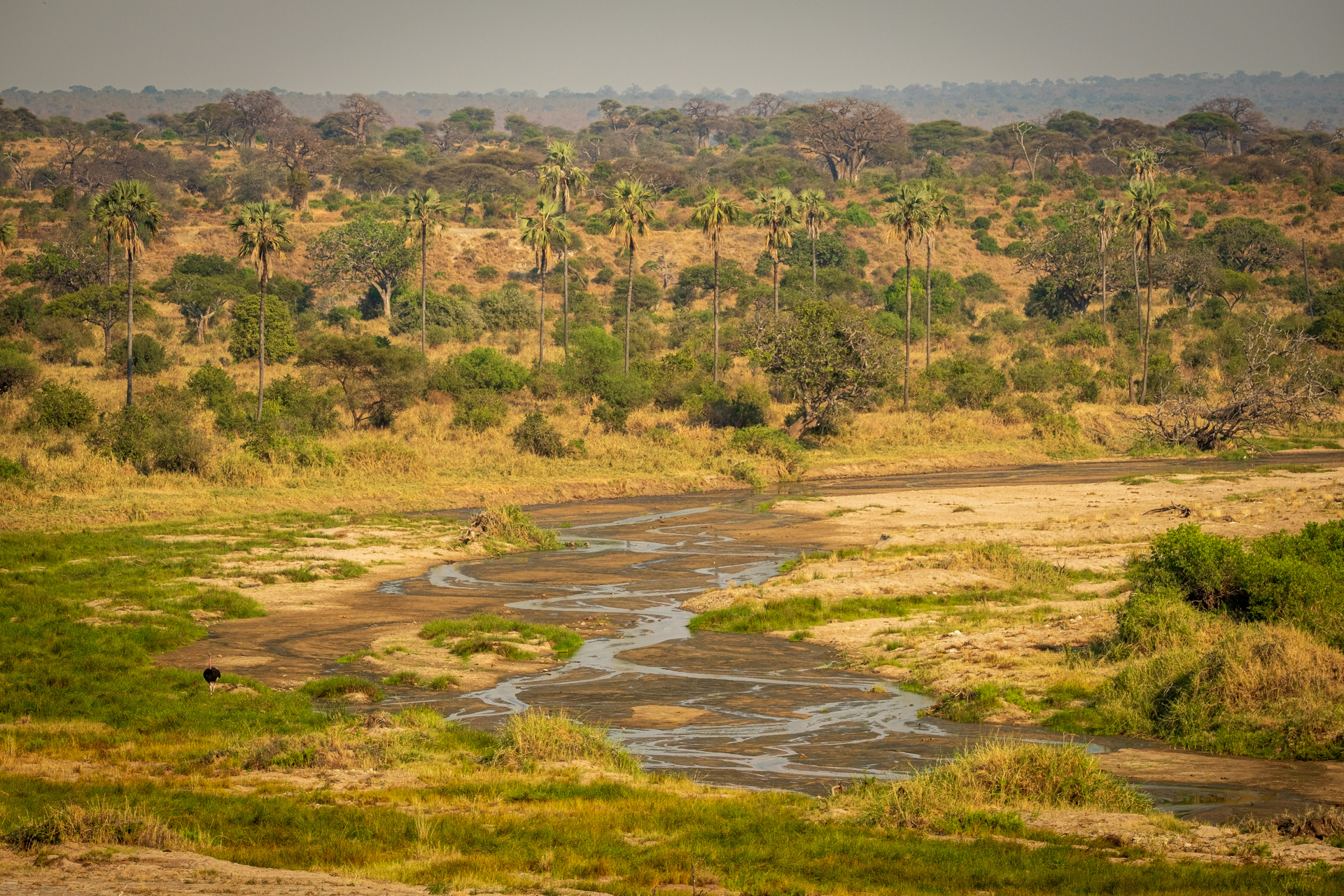 Flusslandschaft im Tarangire Nationalpark.