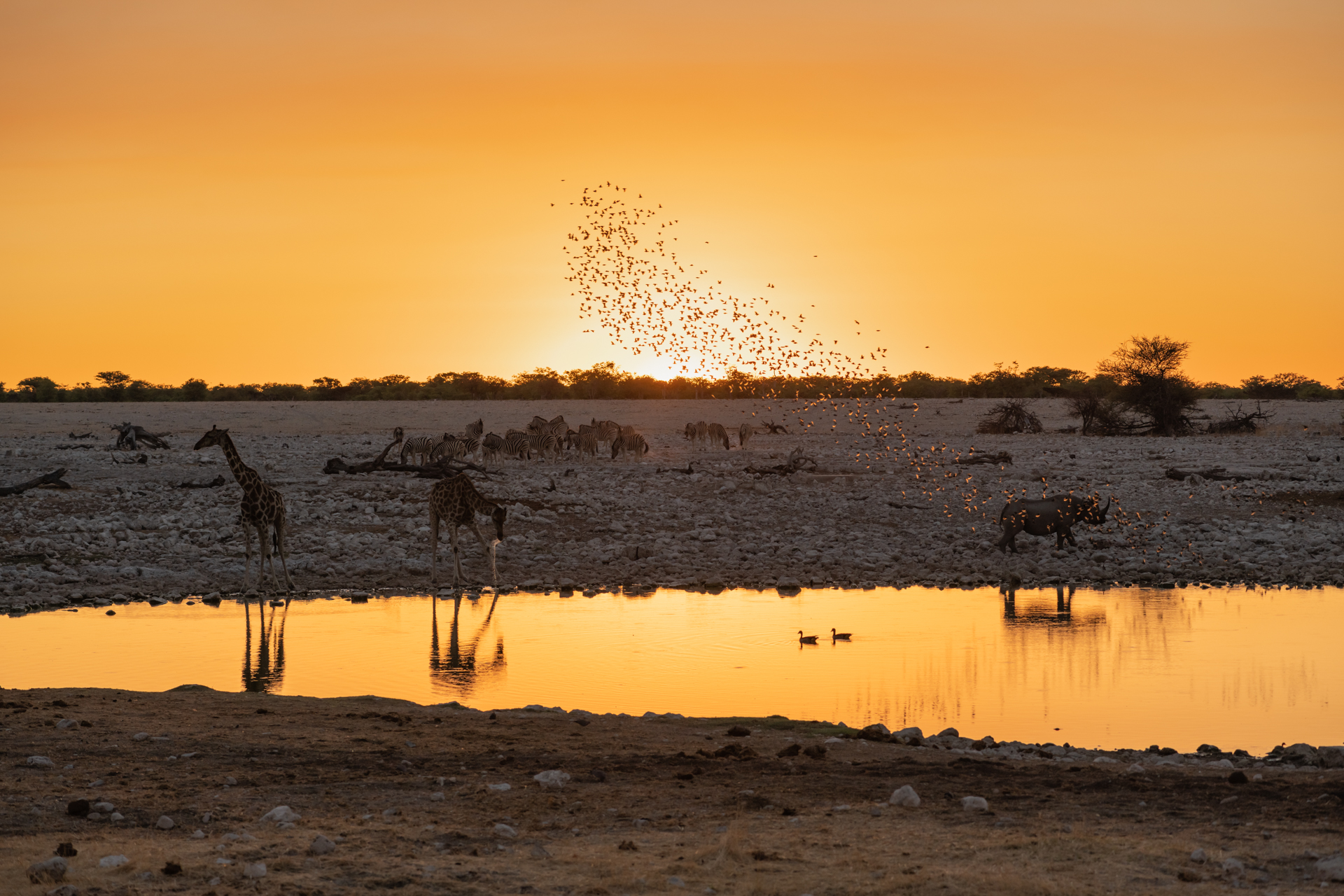 Sonnenuntergang am Wasserloch im Etosha Nationalpark.