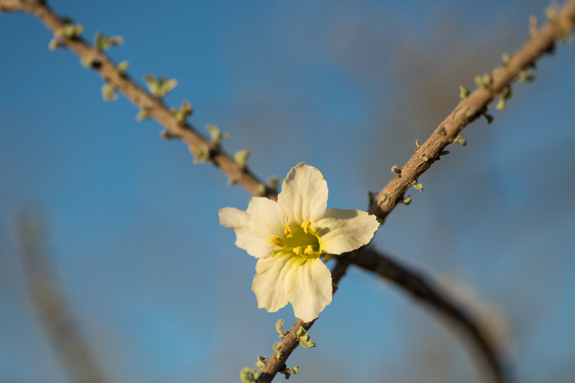 Blüte Namibia