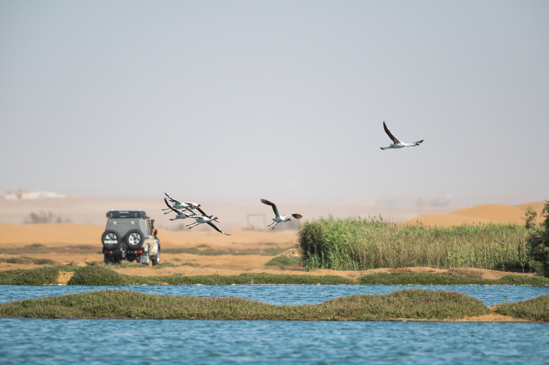 Flamingos in Namibia.