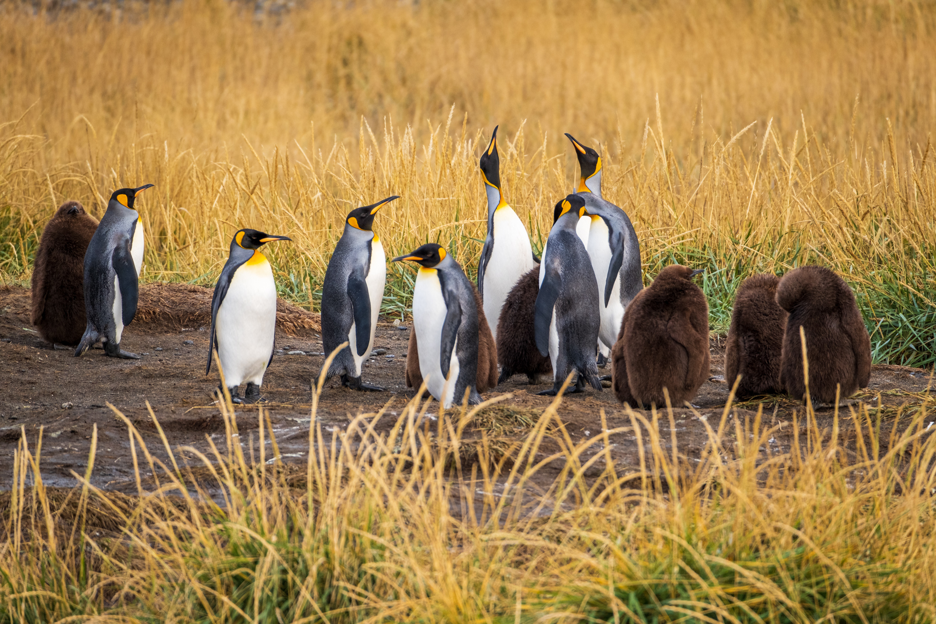 Königspinguine auf Feuerland.