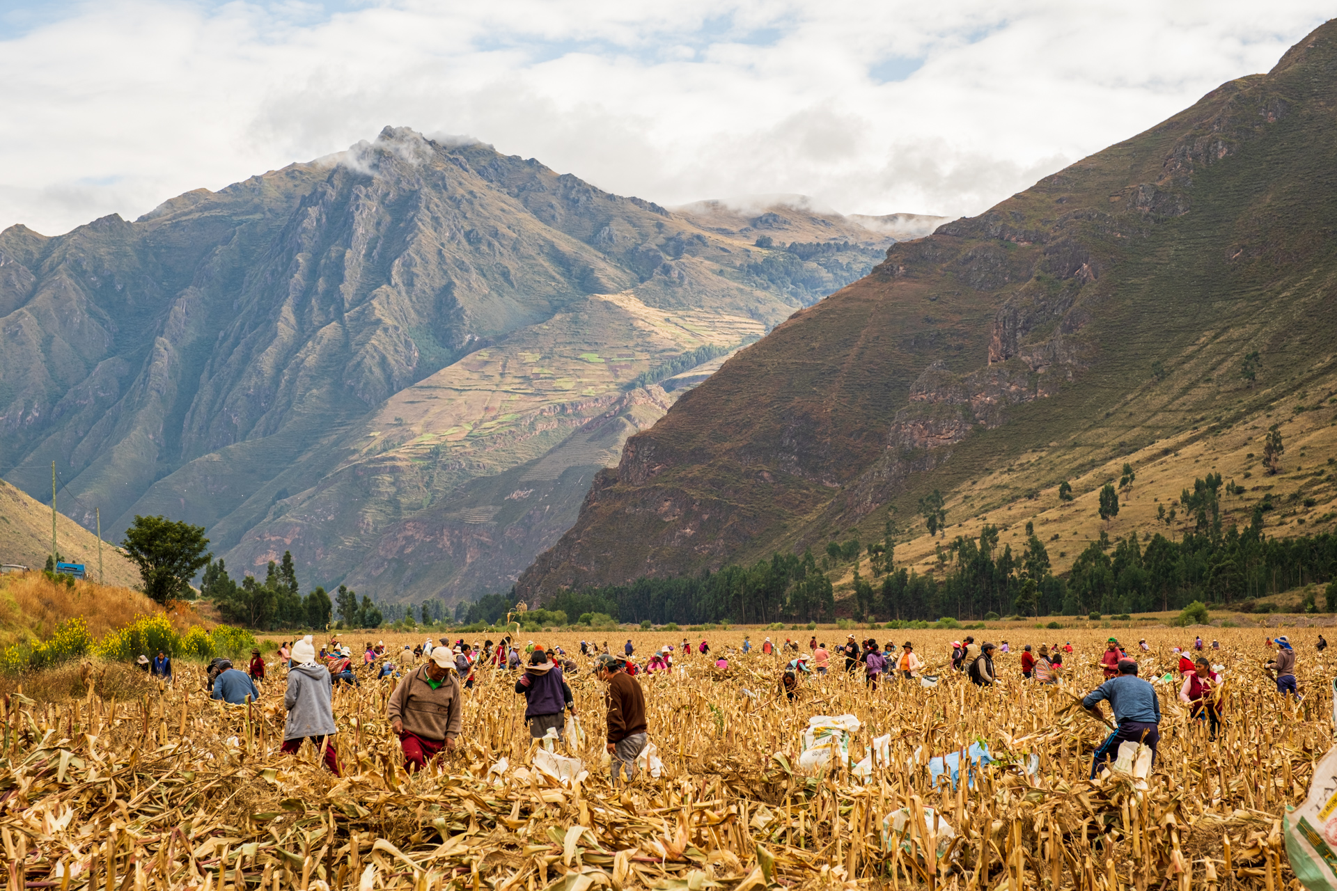 Dorfbewohner in Peru bei der gemeinsamen Ernte.