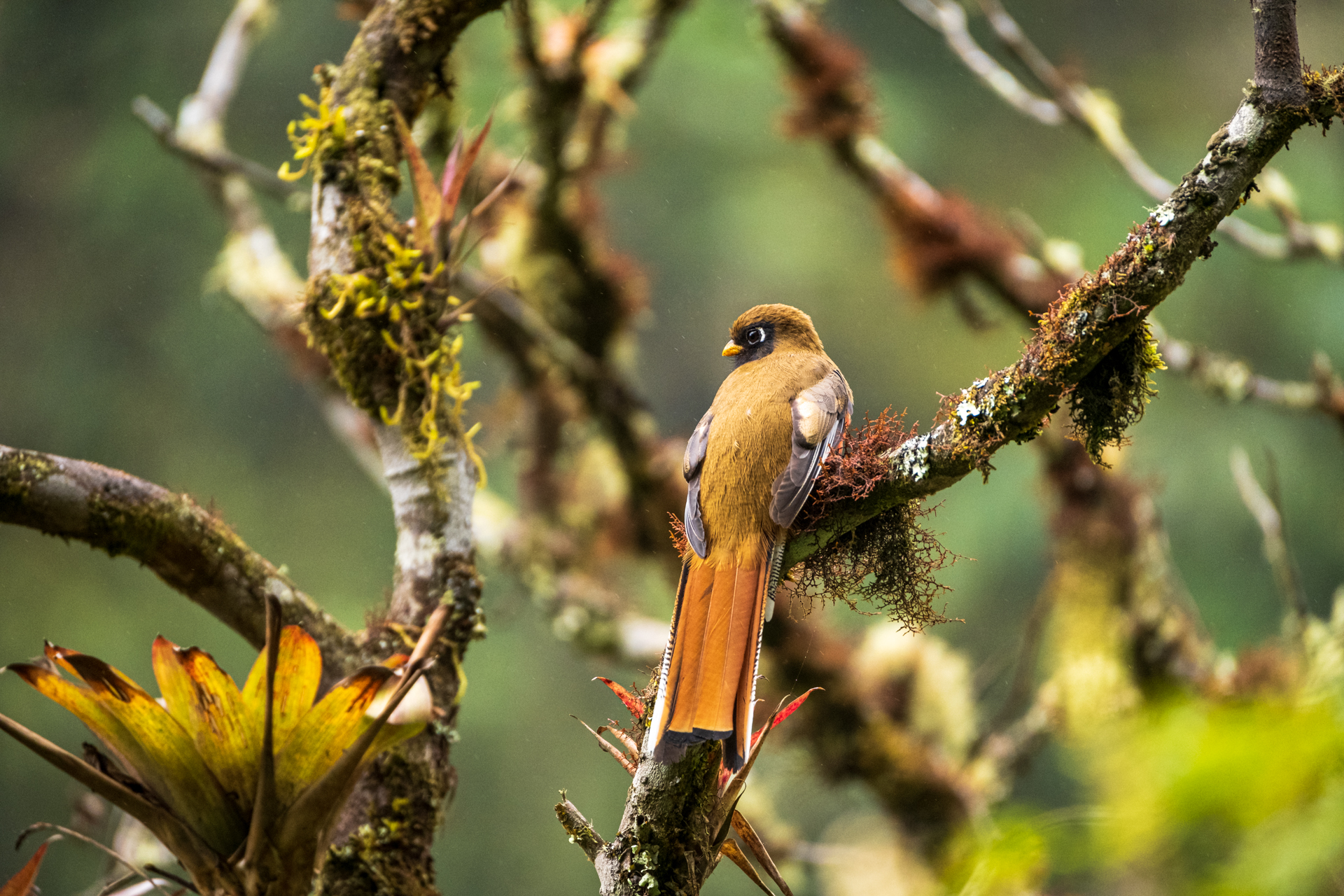 Der mystische Quetzal im Manu Nationalpark.