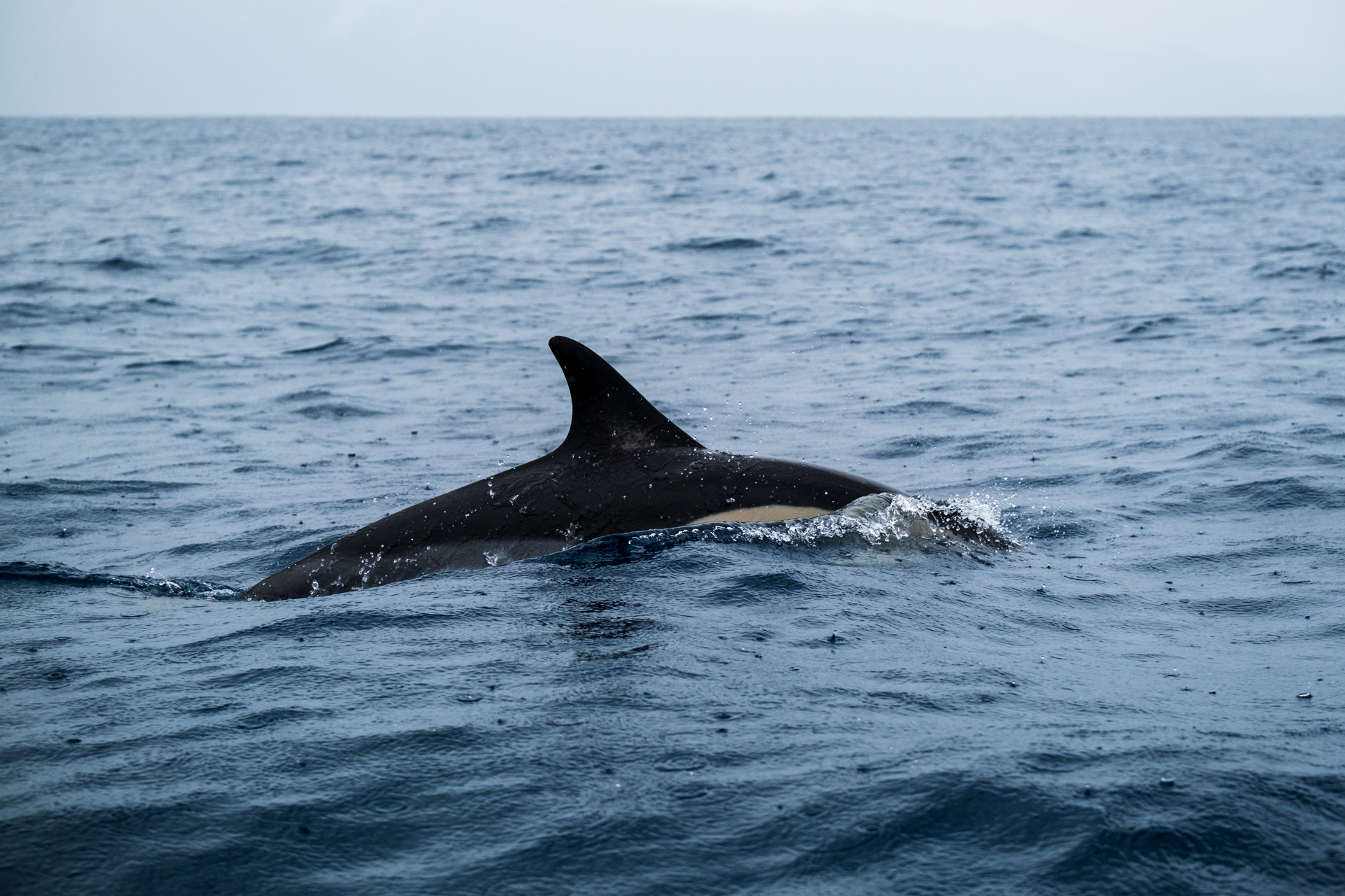 Delfin vor der Insel Pico.