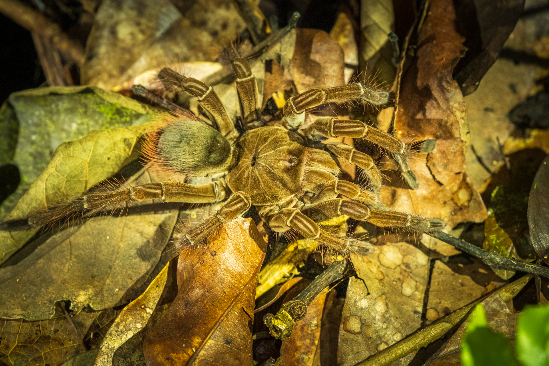 Goliath Bird Eating Spider