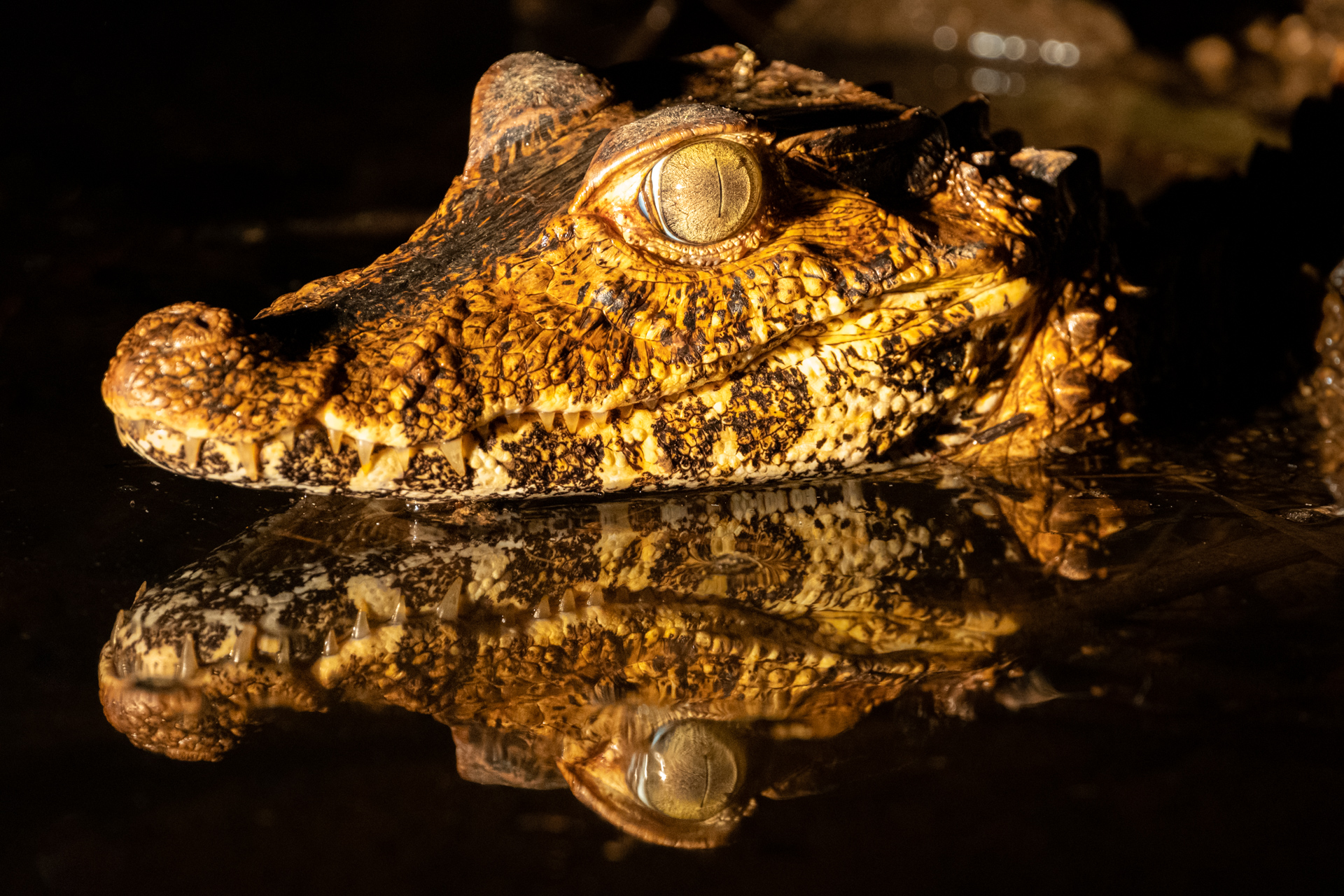 Dwarf Caiman at night river tour in Guyana.