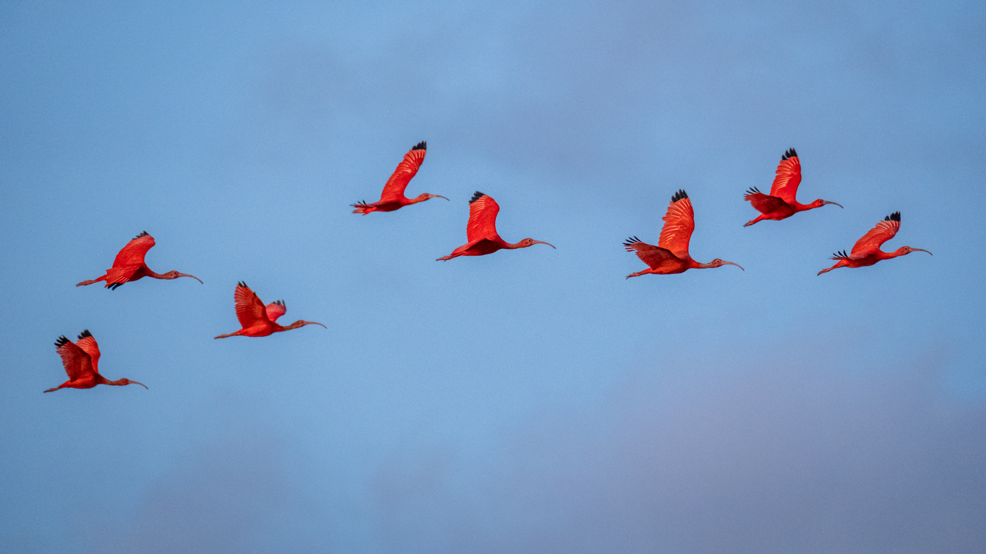 Scarlet Ibis at the Demerara River in Guyana.