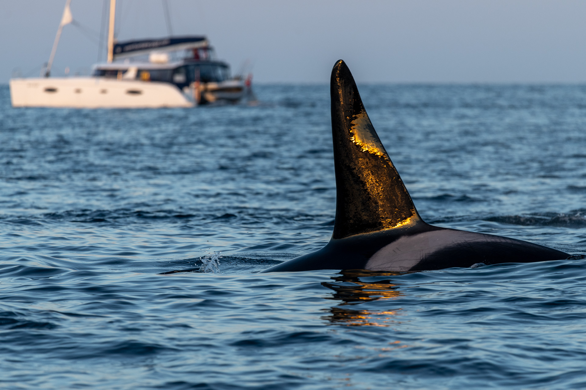 Orca Rückenflosse mit Reflexion Sonnenlicht