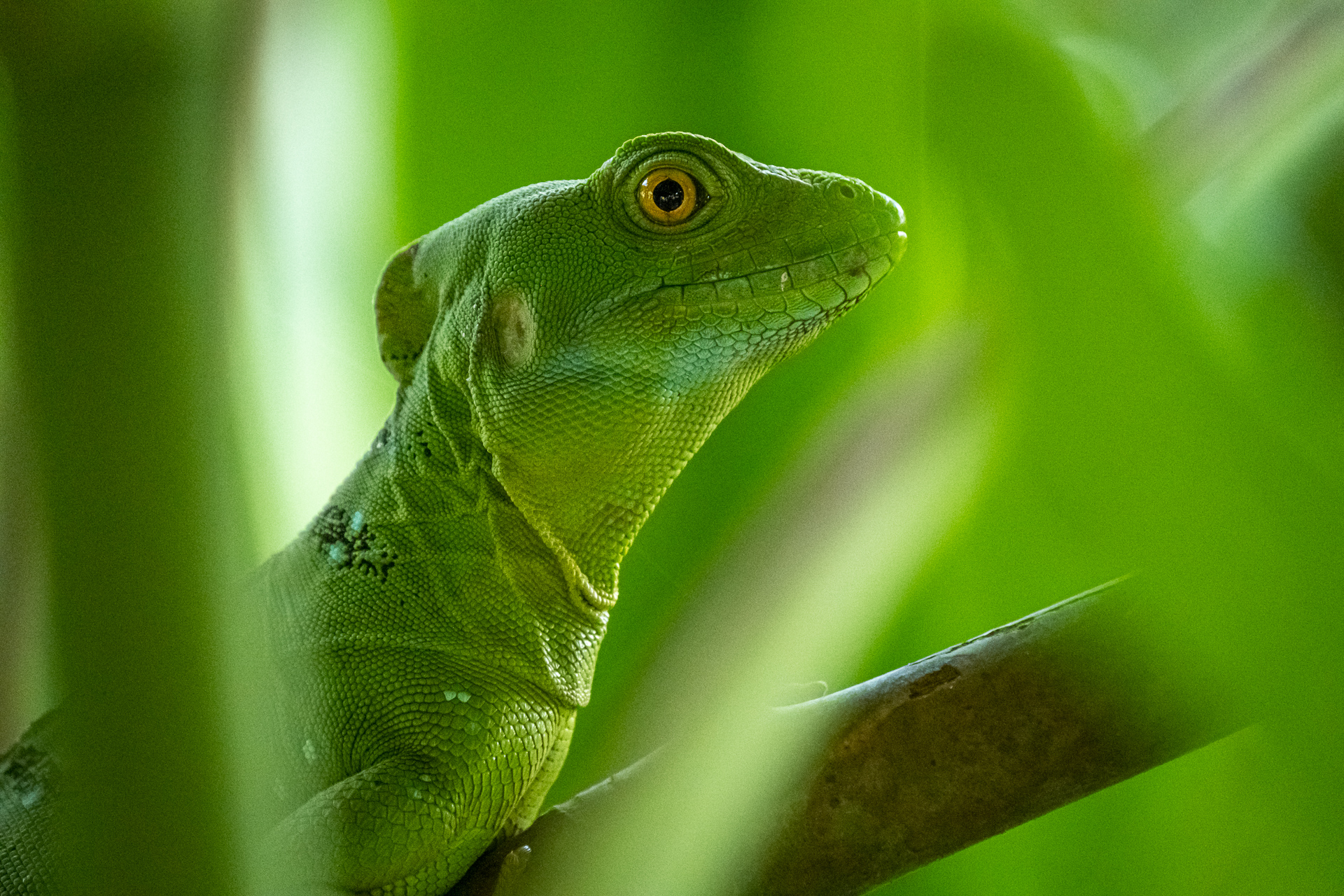 Ein Basilisk in Costa Rica.