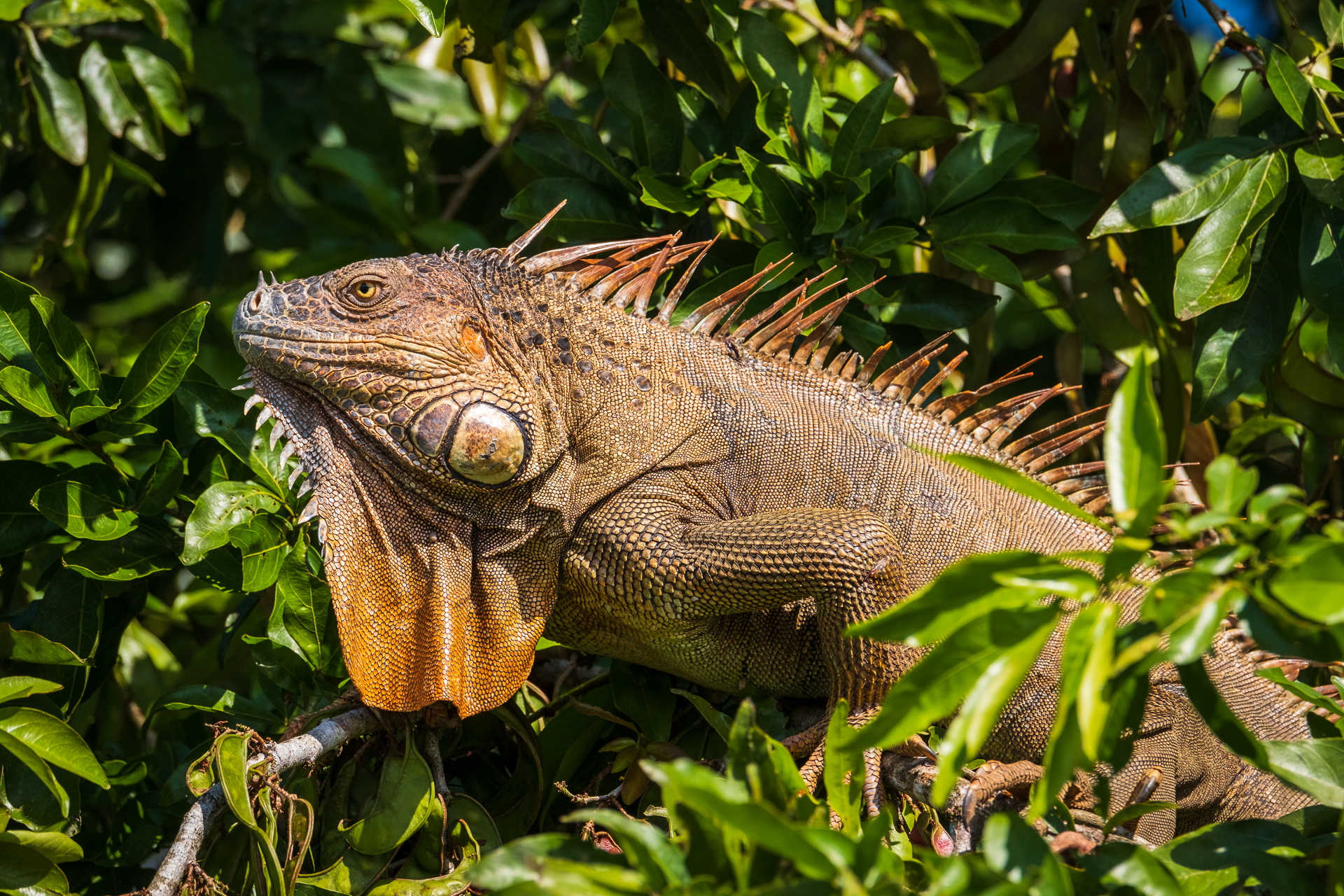 Ein Leguan auf einem Baum in Costa Rica.