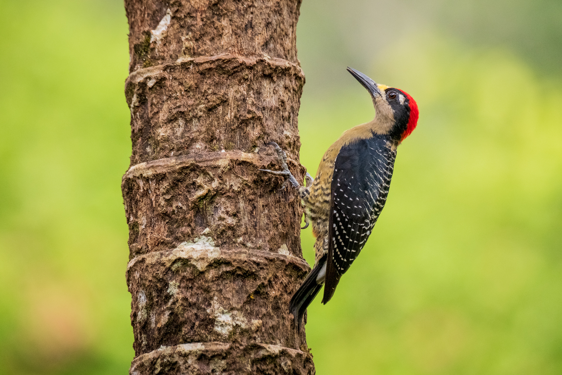 Specht in Costa Rica.