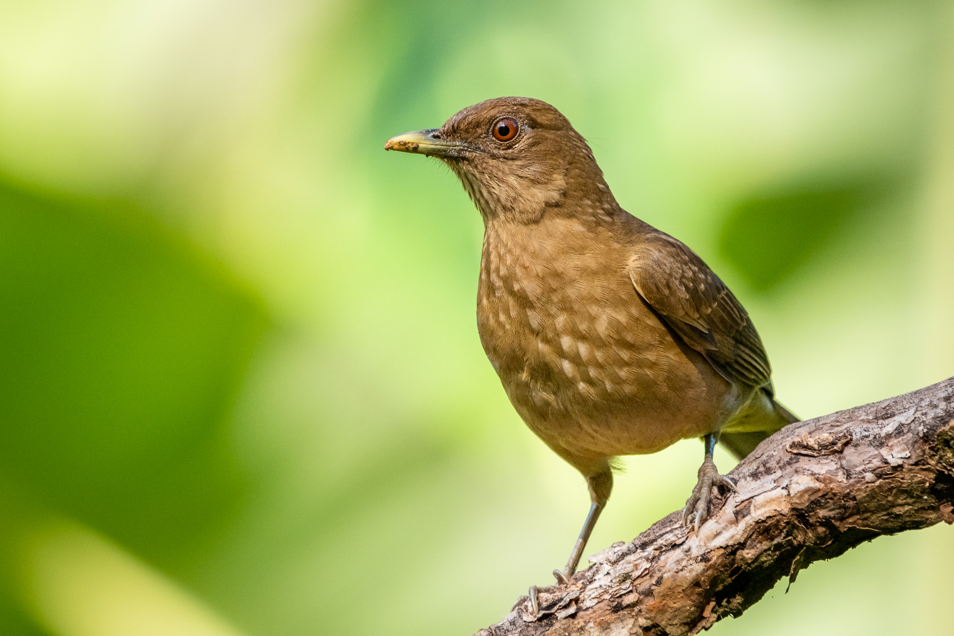 Die Gilbdrossel, Costa Ricas Nationalvogel.