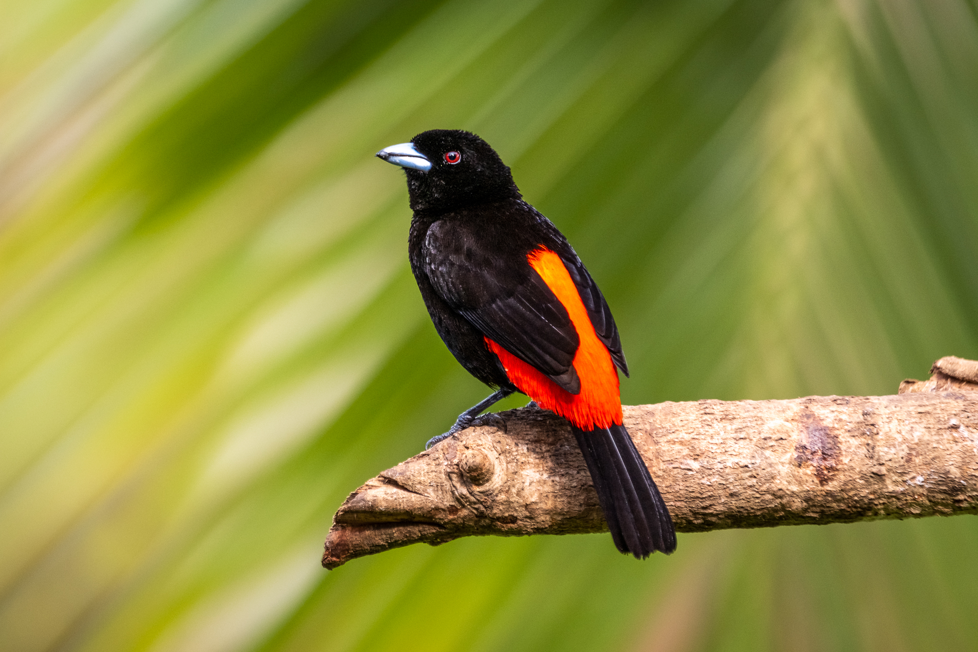 Eine Passerinitangare in Costa Rica.