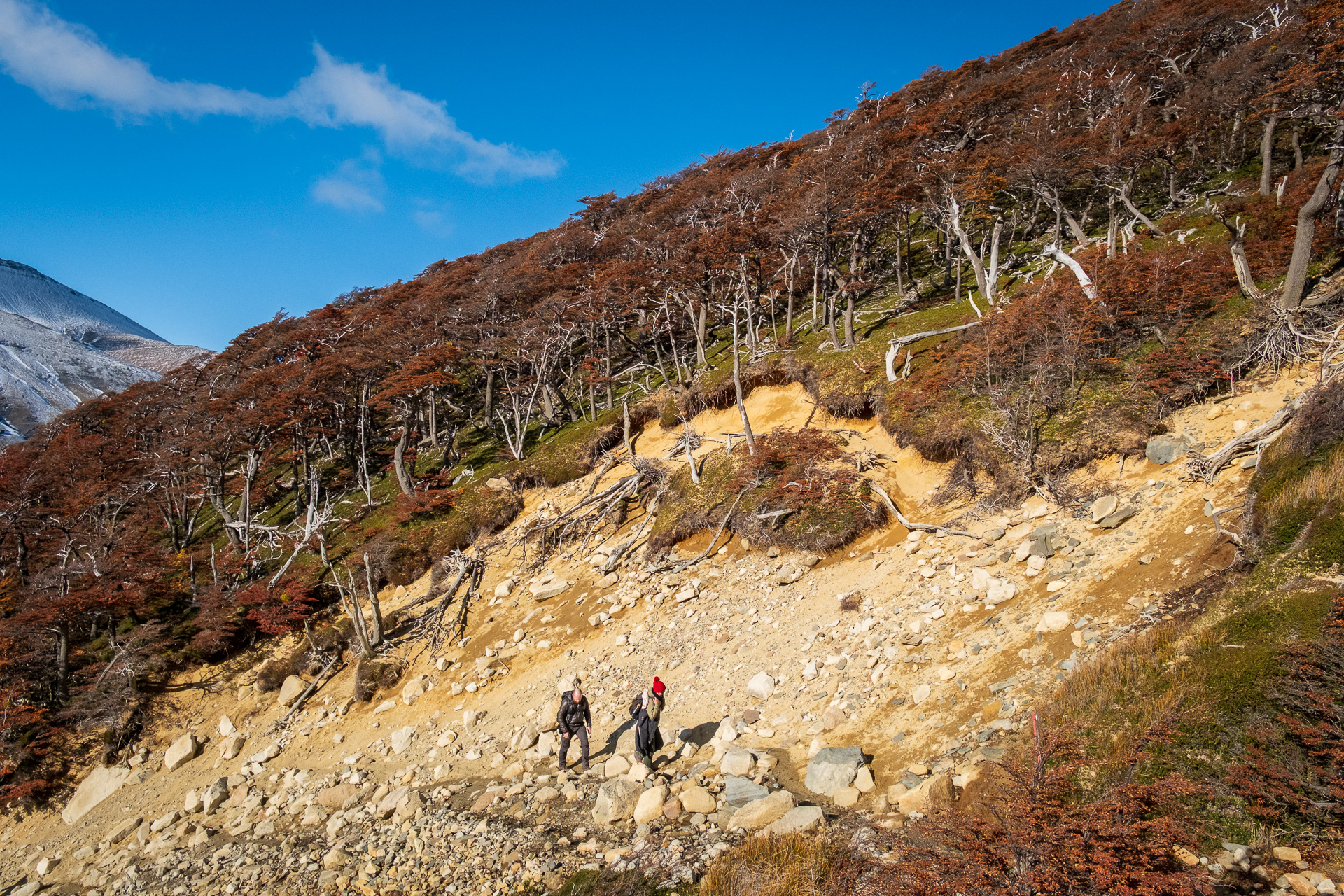 Trekking past Southern Beeches to Base Las Torres in Torres del Paine National Park.