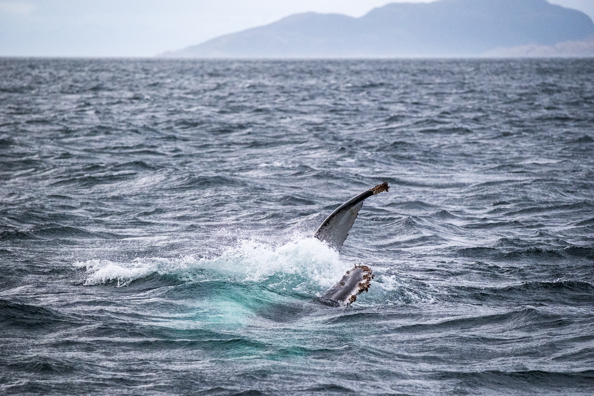 A juvenile humpback whale playing in the Magellan Straight.