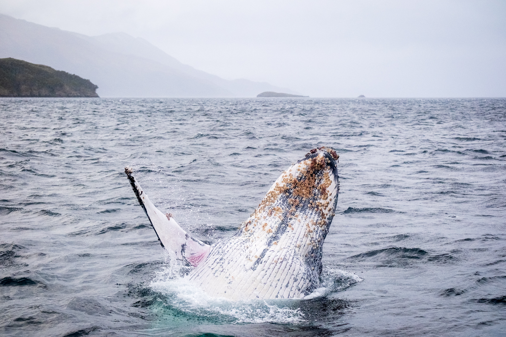 Jumping Humpback Whale.