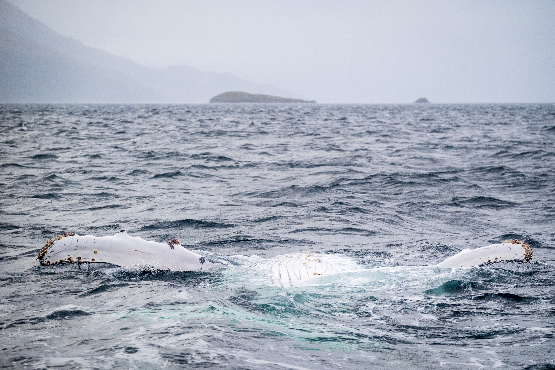 A playful juvenile humpback whale.