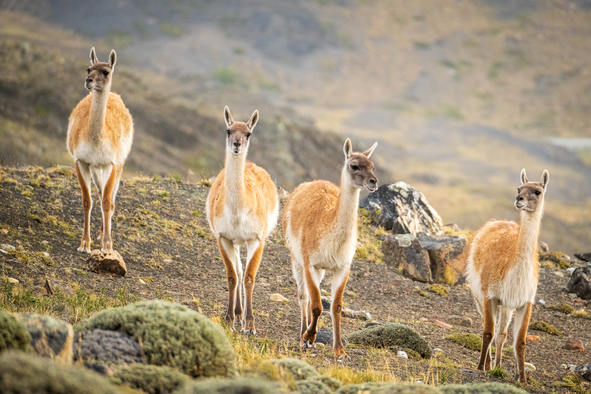 Guanacos in Torres del Paine NP