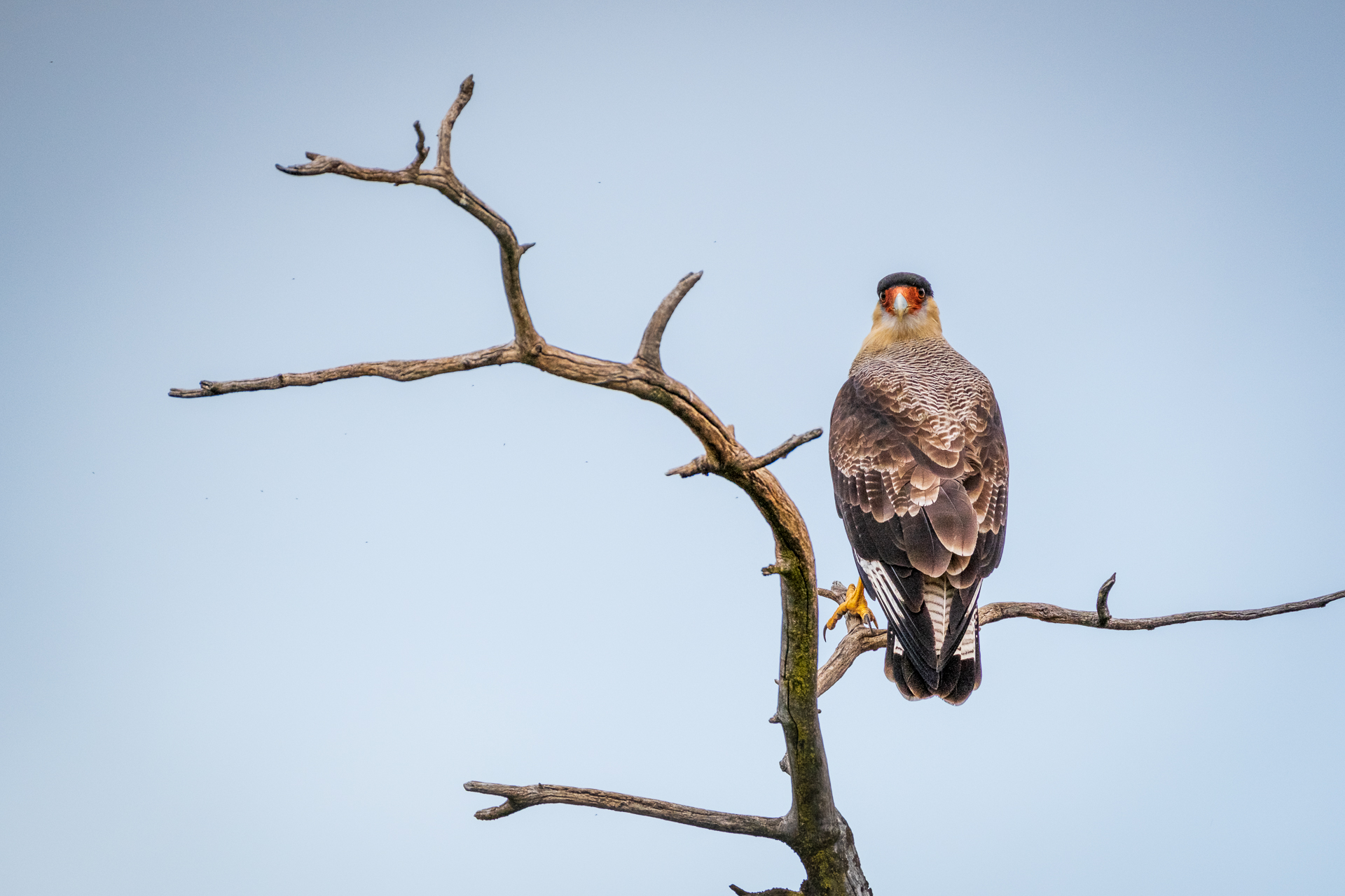 Caracara in Argentinan Patagonia